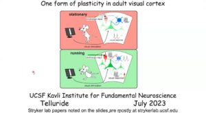 Organization and plasticity of the visual cortex and its inputs - Mike Stryker - Day 11 (CNS) - Telluride 2023